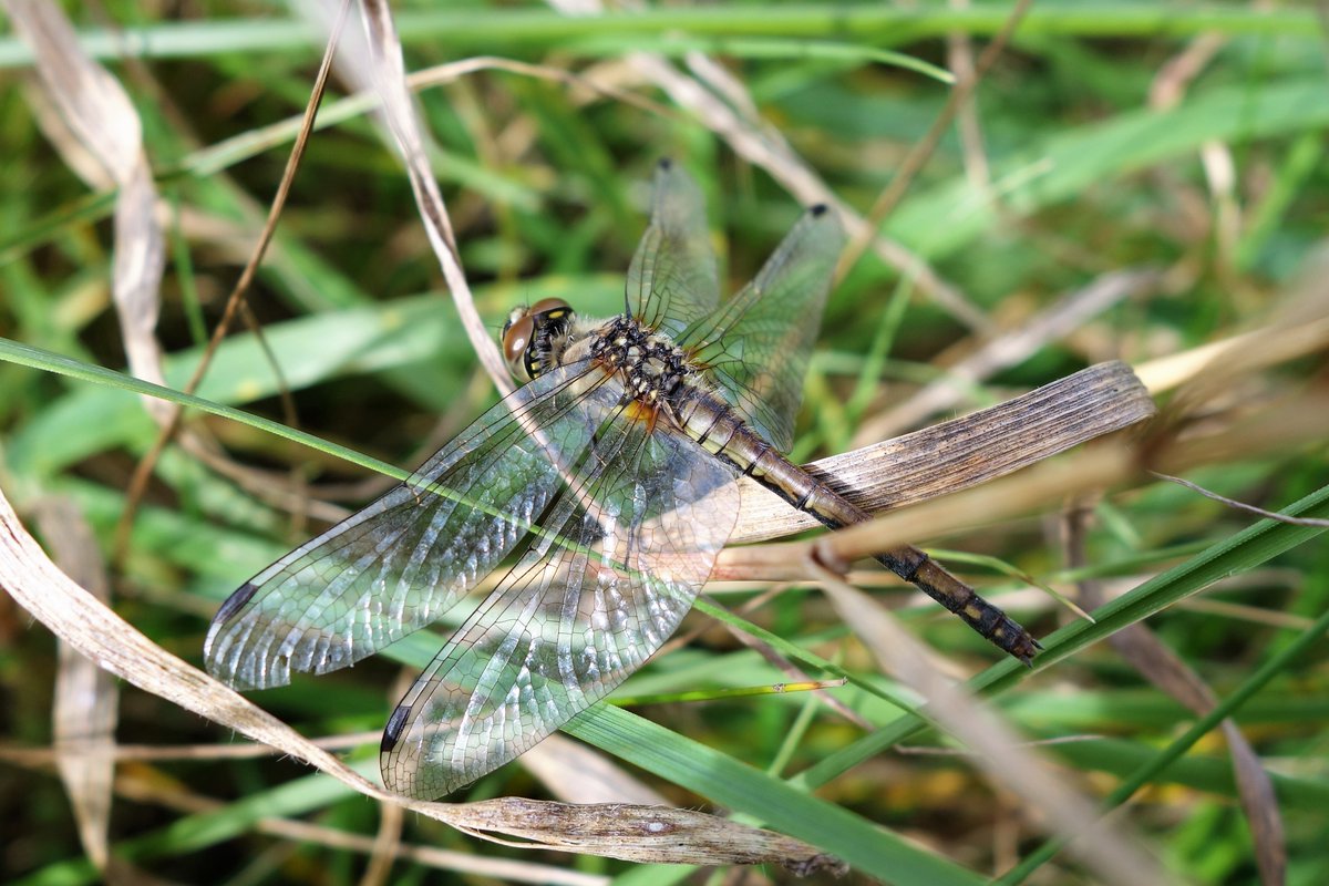 A common darter at Tentsmuir this morning