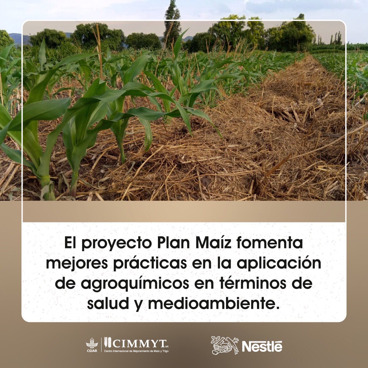 🧑‍🌾 El Proyecto Plan Maíz representa un incremento en el número de productores beneficiados en la producción de #Maiz.

Más información aquí:
➡ bit.ly/3QSvHtp

#PlanMaíz
<a href="/NestleMX/">Nestlé México</a> 
@gobiernogto 
<a href="/CIMMYT/">CIMMYT</a>