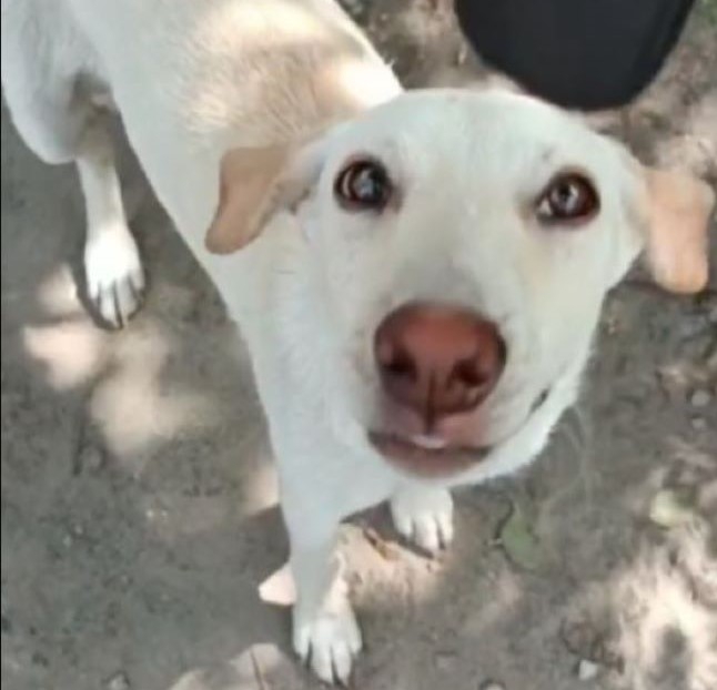 DaijOli's tweet photo. 1/ I can’t believe I’m writing this tragic, shocking news. I am so sorry to say that Munnu passed away yesterday. She had a sudden case of bloat, the vet tried to help her, but it was too late. We’re all absolutely heartbroken and I know everyone will be. https://t.co/yacgBSPlp4