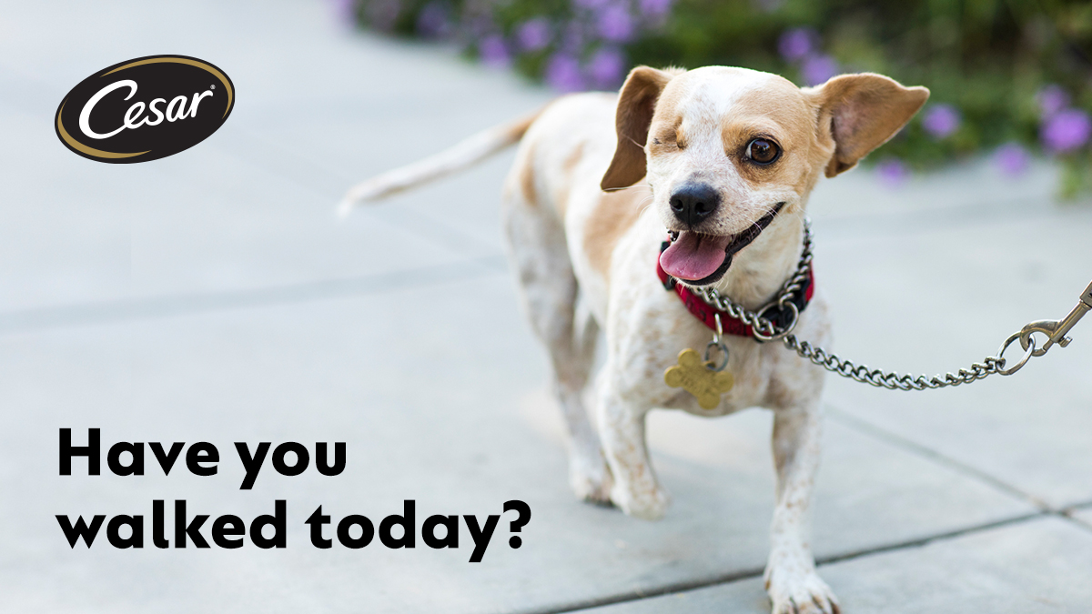 Your dog says it's time to get your steps in! 👣 🐾

#CESARLoveThemBack #DogWalks
