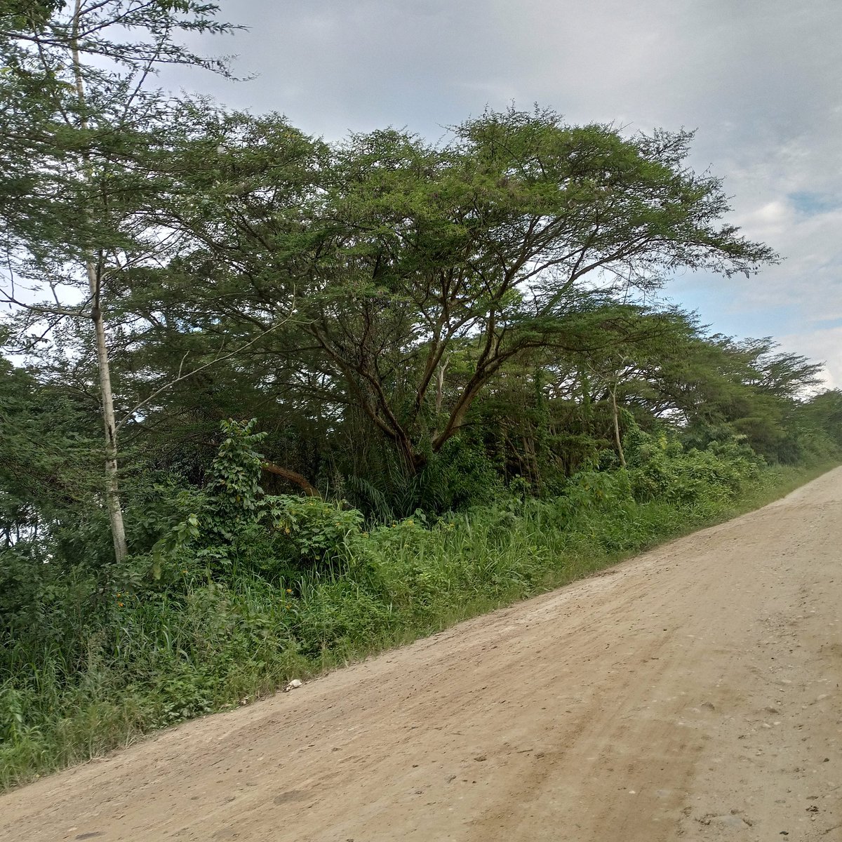 XR_RUTSHURU's tweet photo. Thousands of displaced people are living in makeshift sites in Rutshuru
They have fled the M23 war, a rebellion supported by neighboring countries. These rebels have stormed protected areas including #Virunga National Park and the #Bukima nature reserve. https://t.co/jBwWfO1FZh