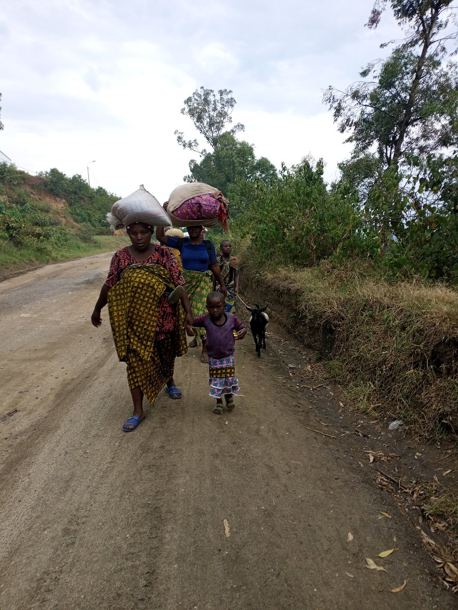 XR_RUTSHURU's tweet photo. Thousands of displaced people are living in makeshift sites in Rutshuru
They have fled the M23 war, a rebellion supported by neighboring countries. These rebels have stormed protected areas including #Virunga National Park and the #Bukima nature reserve. https://t.co/jBwWfO1FZh