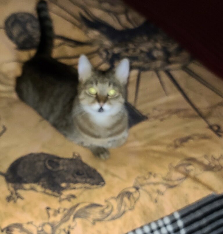 FELINEORACLE1's tweet photo. Guest Oracle Jynx
Planted firmly on The High Place, perspective. Glowing eye contact.
“ Heed me Mortal! My pets and treats are insufficient. Worship me and despair “
The Oracle has spoken.#catsoftwitter #yourfamiliarisspeaking #MoochtheOracle https://t.co/GSWszNsII3