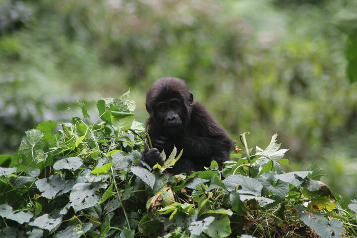 RafikiSafarisUg's tweet photo. Happy World Gorilla Day @GCCoffee1 @ExploreUganda @UWEC_EntebbeZoo @ugwildlife Conserve for Generations #WorldGorillaDay2022 https://t.co/pO6w5tOoqc
