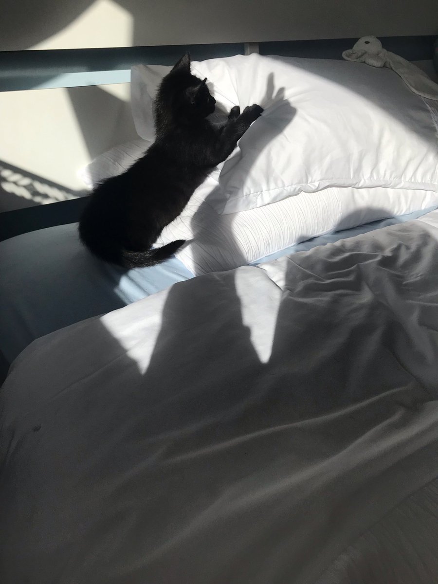 jliza's tweet photo. Chasing shadows #lucky 🖤 https://t.co/KUjxJ9HBwG