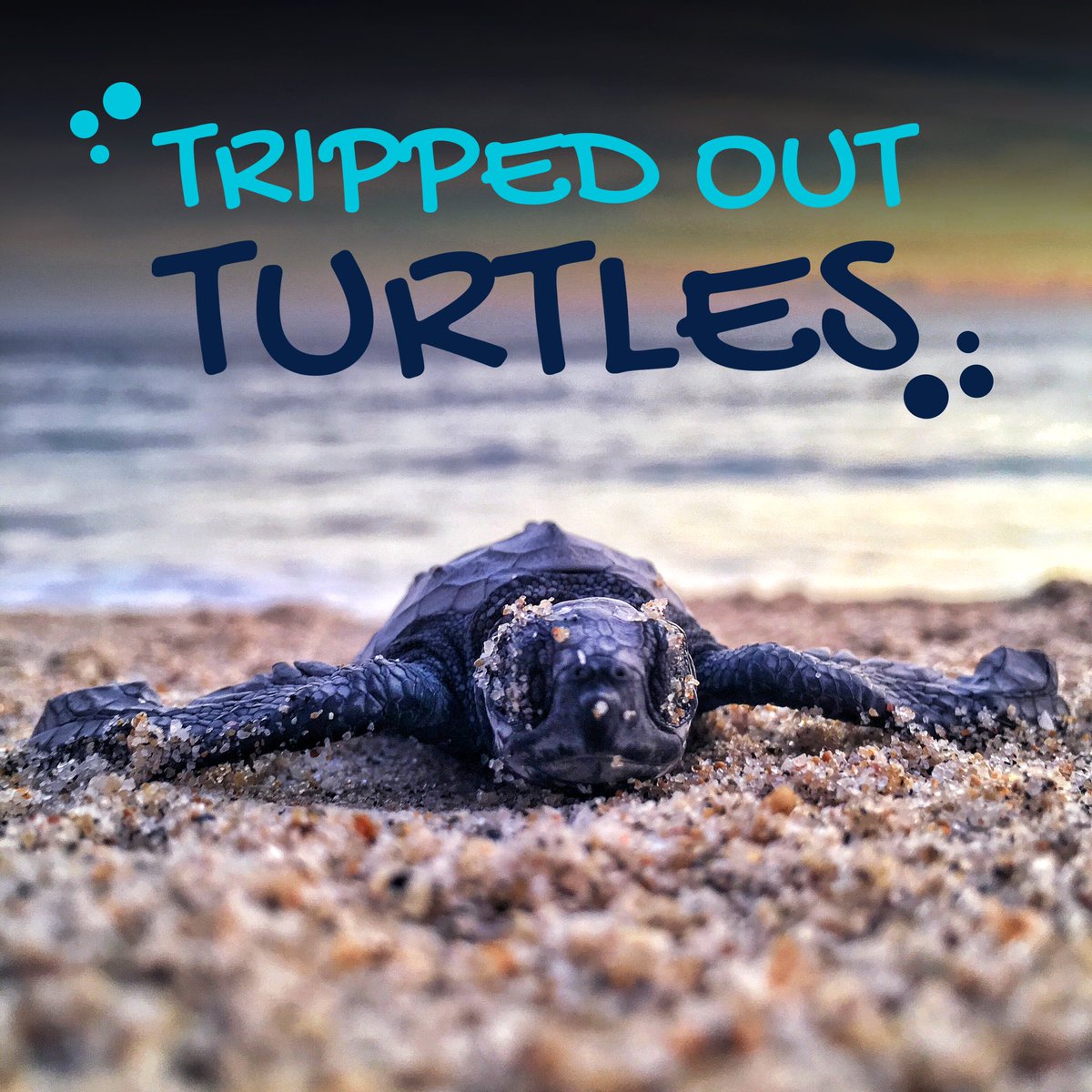 RaviHamzah23's tweet photo. The Tripped Out Turtles started life buried comfortably in the sand; hatching from the beaches of sunny Pulau Tioman, Malaysia ๐ข
#Solana #NFT #SolanaNFT #NFTCommunity #NFTProject #TrippedOutTurtles https://t.co/CWxdhvoORq