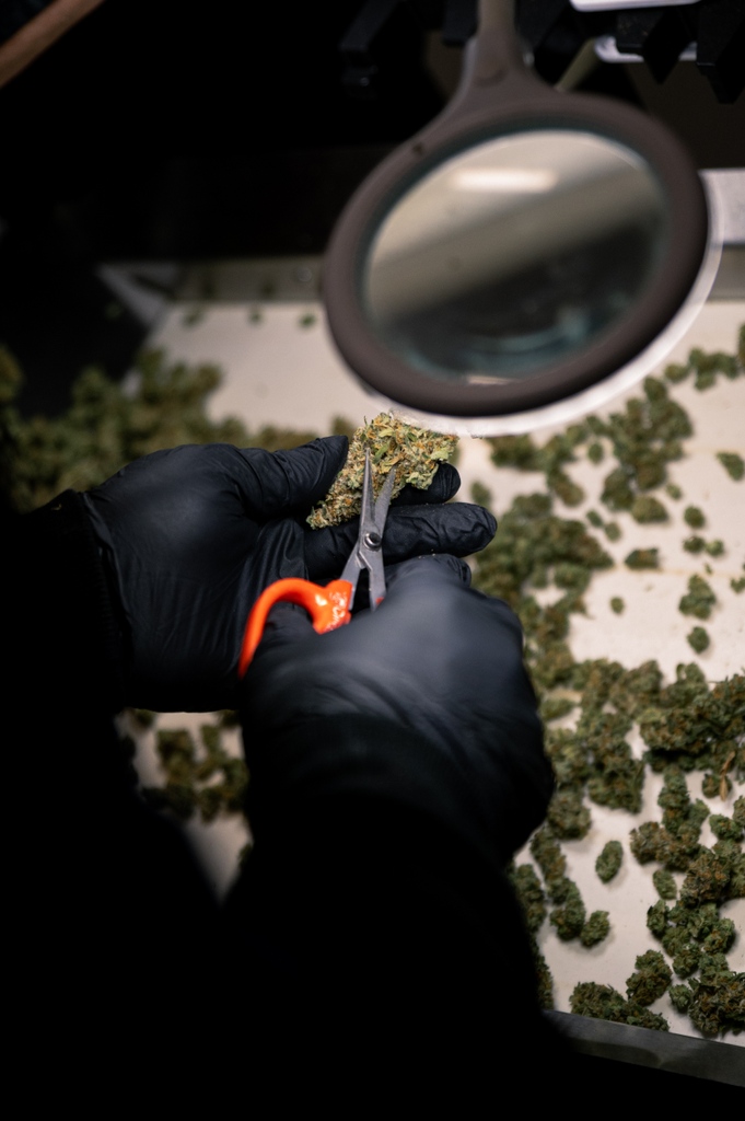 fluentcannabis's tweet photo. Ever dreamt of a career in cannabis? π³
Turn your dreams into reality and apply for a position at Fluent today! π
Check out https://t.co/RZN6o1sovR for a full list of available positions
#WeSpeakCannabis #WorkingWithWeed #CannabisCultivation https://t.co/jiPIDOh65j