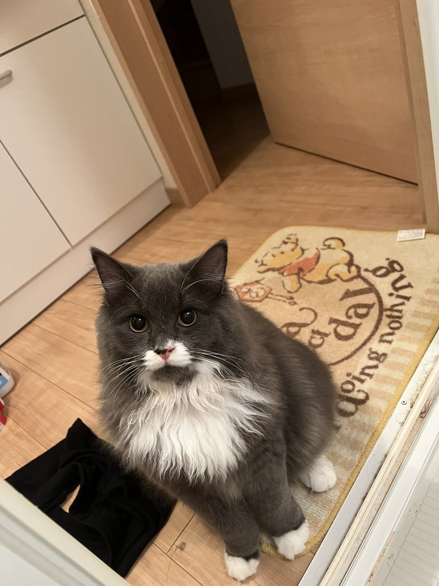 🐱が仲間になりたそうにこちらを見ている(.-.  )

貴方は仲間になりますか？

#猫のいる幸せ #猫好きさんと繋がりたい #猫のいる暮らし #ラガマフィン