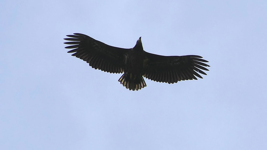kupac1's tweet photo. 7 White-tailed Eagles (Haliaeetus albicilla) and 5 Eastern Imperial Eagles (Aquila heliaca) today, but this White-tailed was the only one that came close enough for a photo. π #birdinghungary #eagles #raptors #birdsofprey #birdswithtalons https://t.co/Uo7F4VNbkw