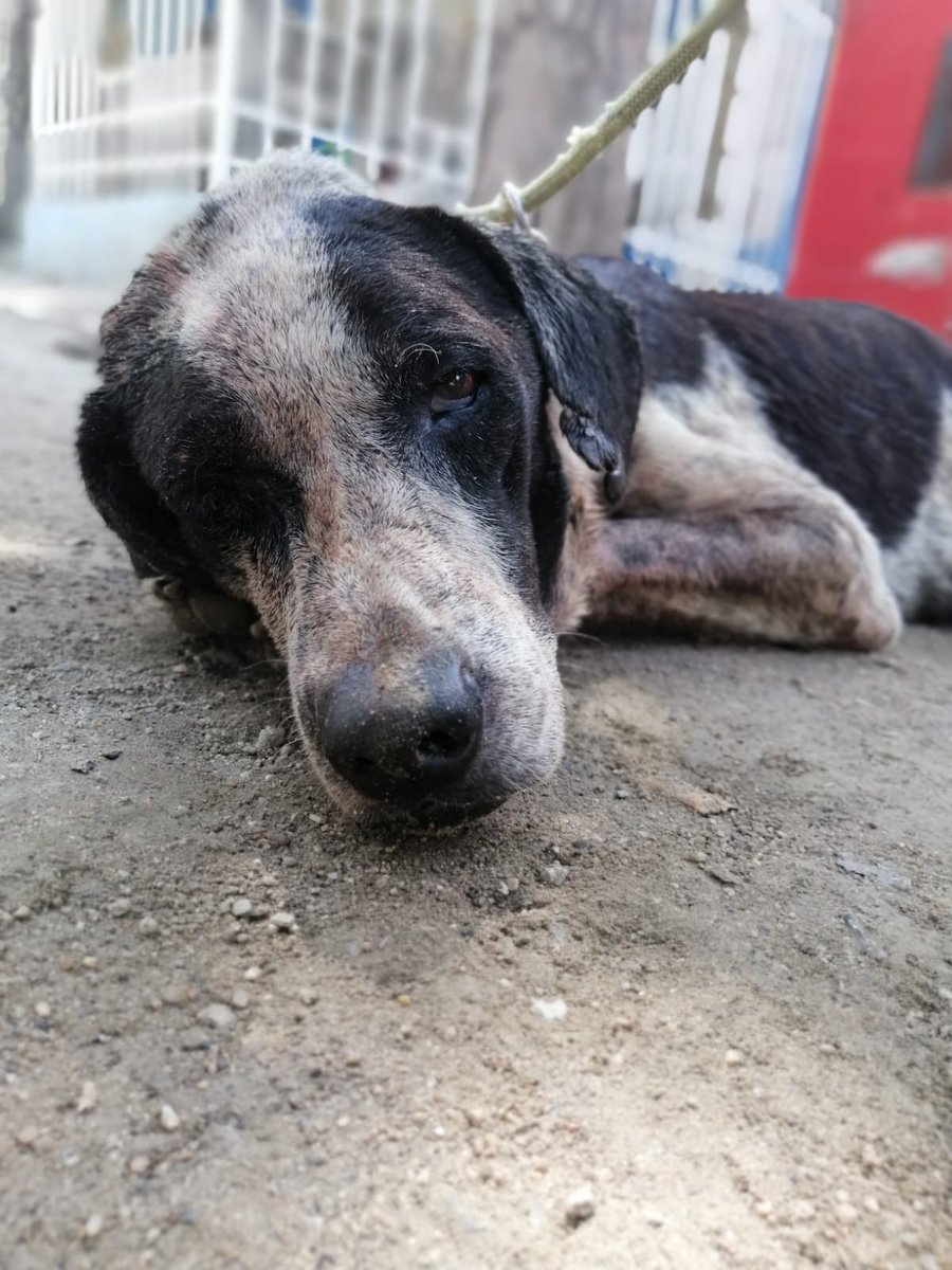 FundAlmaPerruna's tweet photo. ATENCION!! Tenemos un nuevo caso muy GRAVE, necesitamos de su apoyo para seguir con los cuidados medicas de este Peludito. Si deseas donar dale Clic a este enlace https://t.co/DRj3uP5tZf https://t.co/Kv4AtEUn1Q
