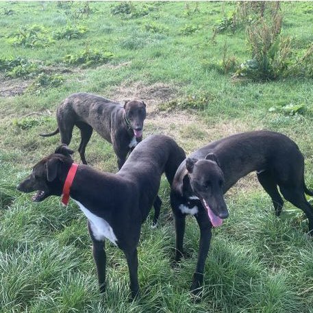 McgintyPower79's tweet photo. Coming to a racetrack near you soon…🤞🏻🤞🏻🤞🏻 time to start school for theses beauties ,Spoofer x Izzy Slippy saplings coming along nicely.
Izzy______
Izzy______
Izzy______ https://t.co/bpcNG7zKoV