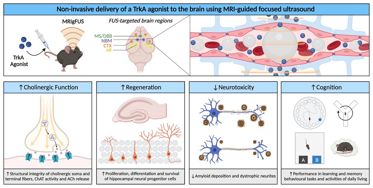 Brain1878's tweet image. Xhima et al. show that non-invasive delivery of a TrkA agonist to the brain using MRI-guided focused ultrasound promotes enhanced cholinergic function, neurogenesis and cognitive recovery in a preclinical model of Alzheimer’s disease. bit.ly/3RvCLMt