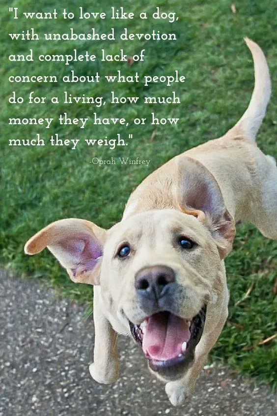 ShadowDogDesign's tweet photo. I want to #love like a #dog, with unabashed #devotion and complete lack of concern about what people do for a living, how much money they have or how much they weigh - Oprah Winfrey
#Dosg #BestFriend #DogsAreLove https://t.co/cTt1dpyD99