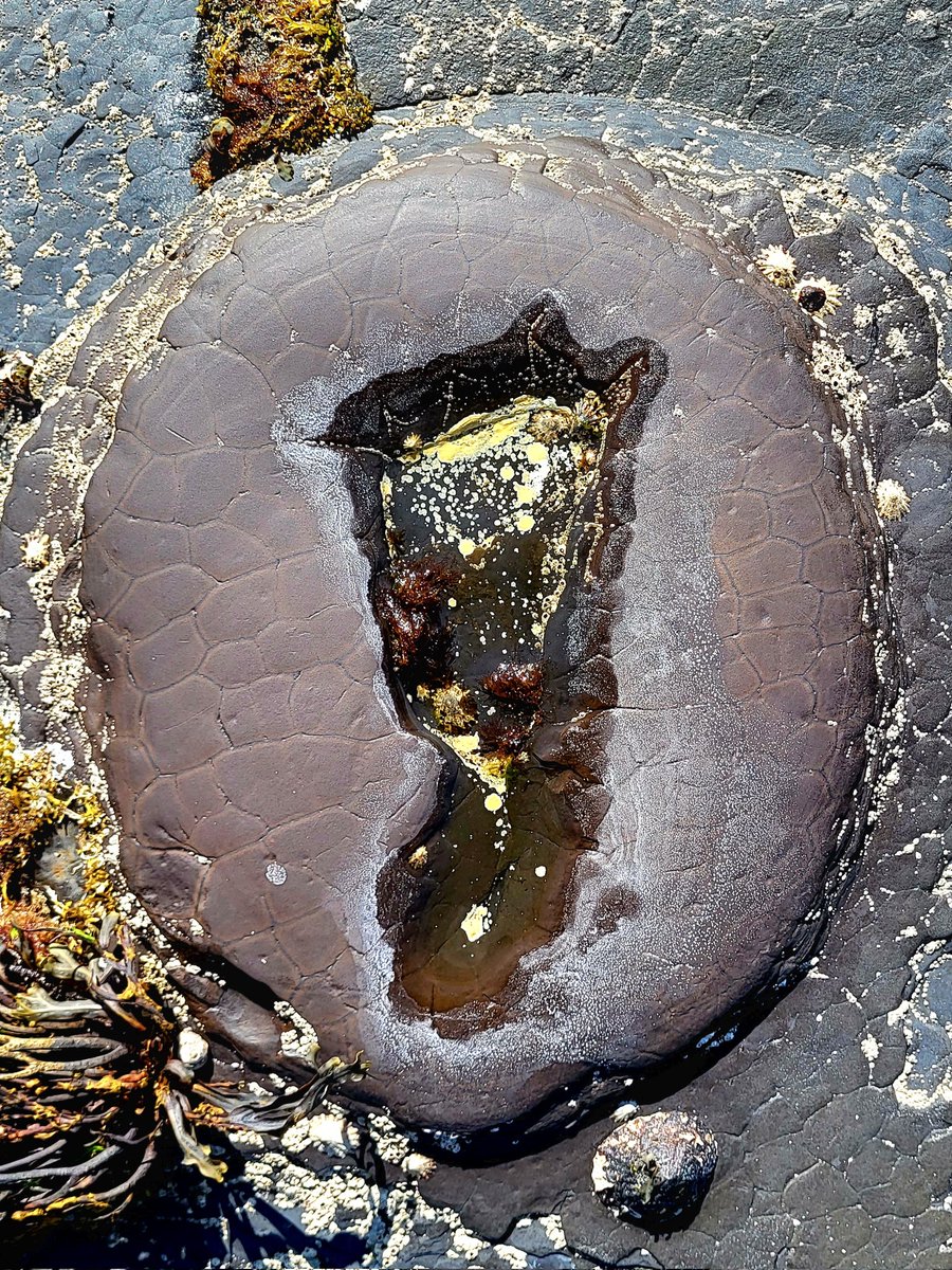 A Concretion partially weathered out of its surrounding sedimentary layers, County Clare, Ireland.