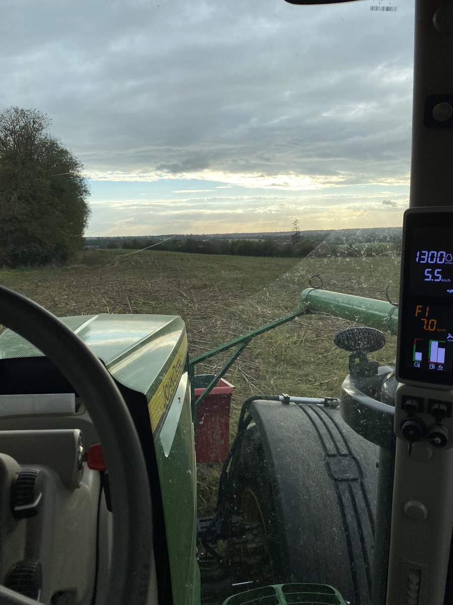Mode paysan, activé. Trèfle violet porte graine, sous couvert de triticale/pois 🌱
