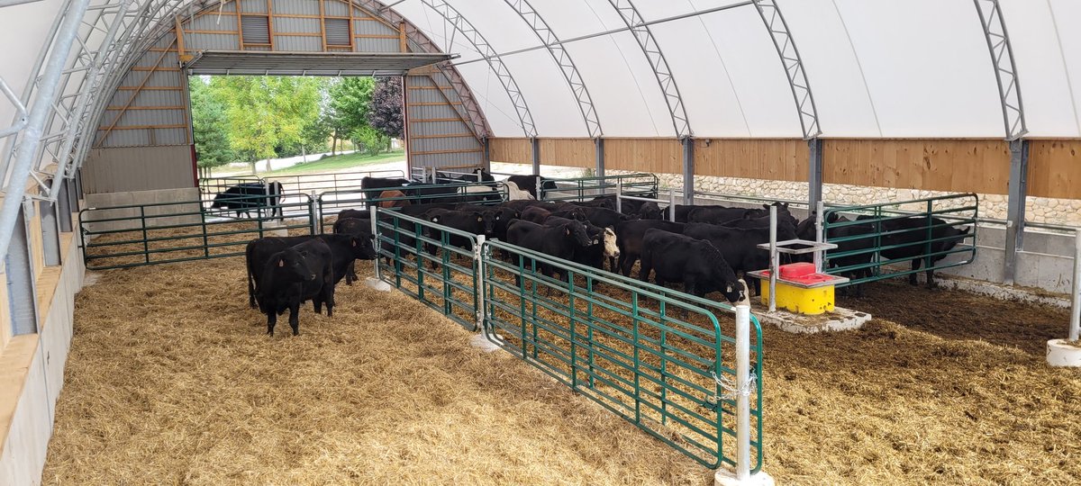 First batches of cattle are in the new barn. Switching from bale feeders to Tmr has been a steep learning curve, especially for dad but hopefully it will be well worth it.