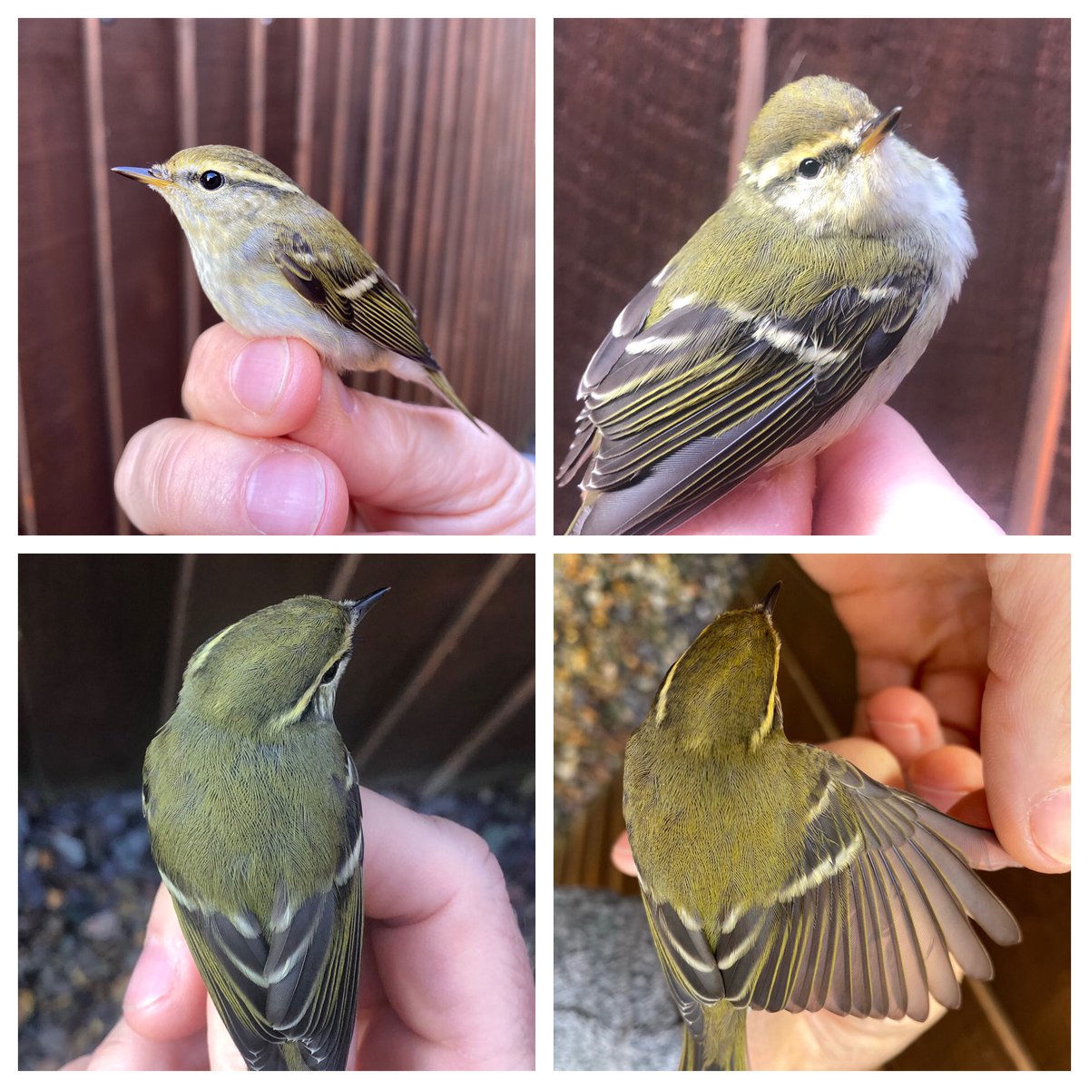 One of the group caught a Yellow Browed Warbler from their #Staffordshire garden.
A beautiful bird that nests in Siberia and migrates down to South East Asia. Small numbers do pass through the UK each autumn #birdringing #birds