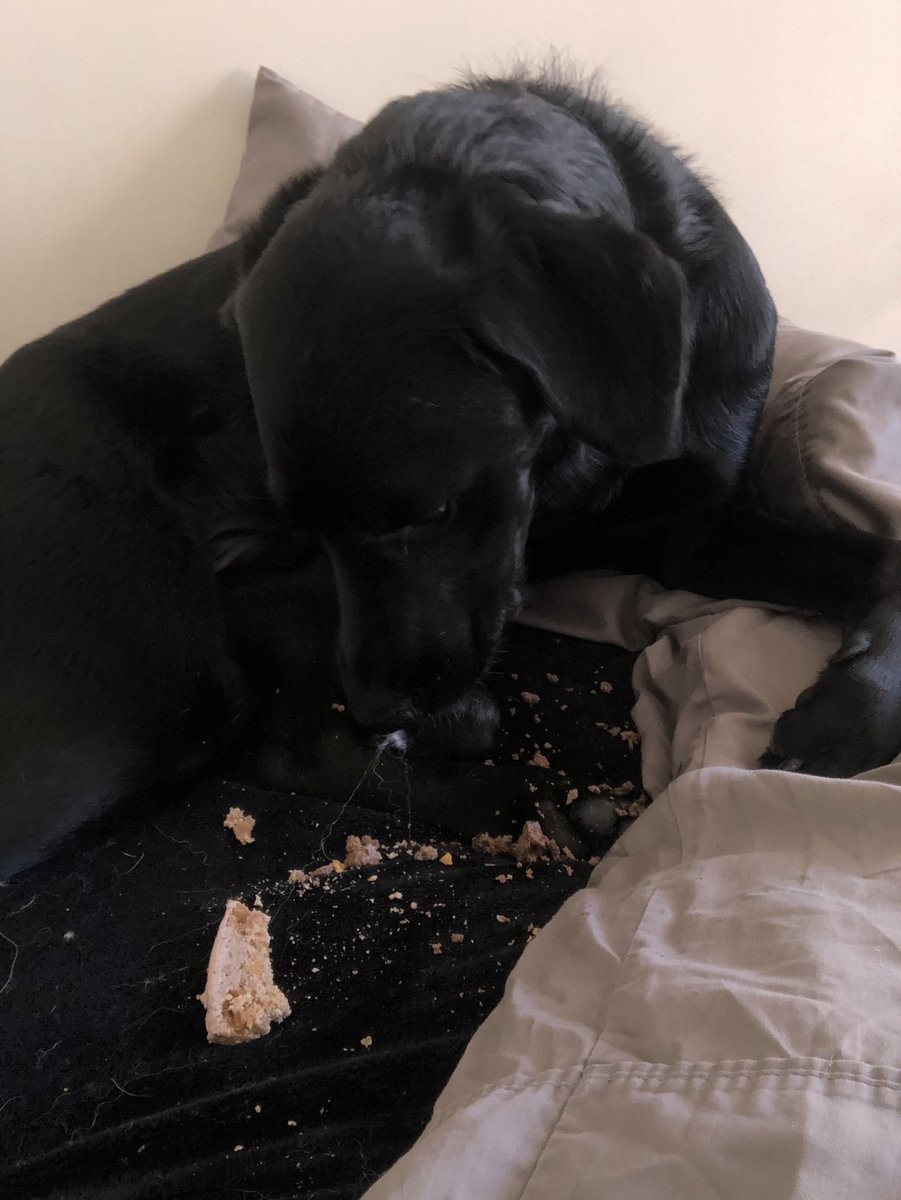 boobearyyc's tweet photo. #moderndogproblems... cakey crumbys ins da beddie ๐ค๐คญ๐ https://t.co/DBH1w46xcn