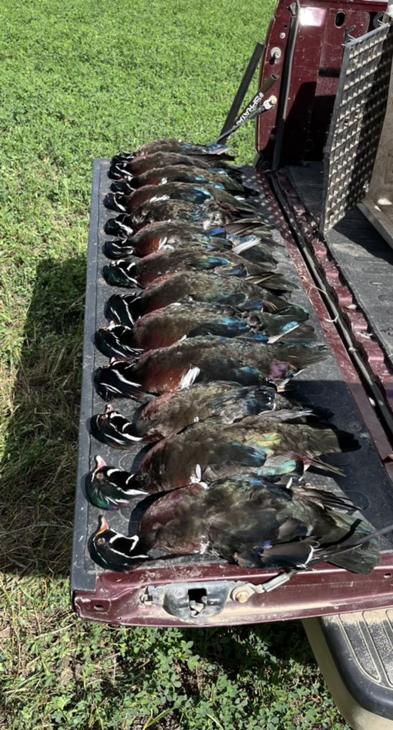 RademachRobyn1's tweet photo. #huntpost#woodducks #federalshells#blackcloud https://t.co/YuEBlM1YBk