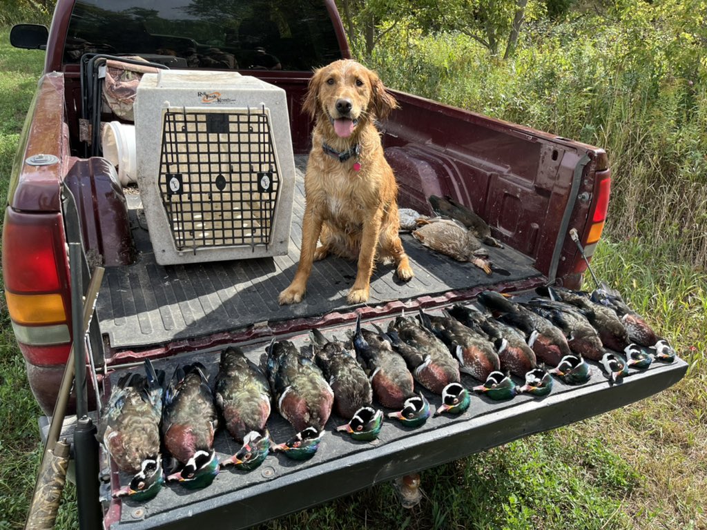 RademachRobyn1's tweet photo. #huntpost#woodducks #federalshells#blackcloud https://t.co/YuEBlM1YBk