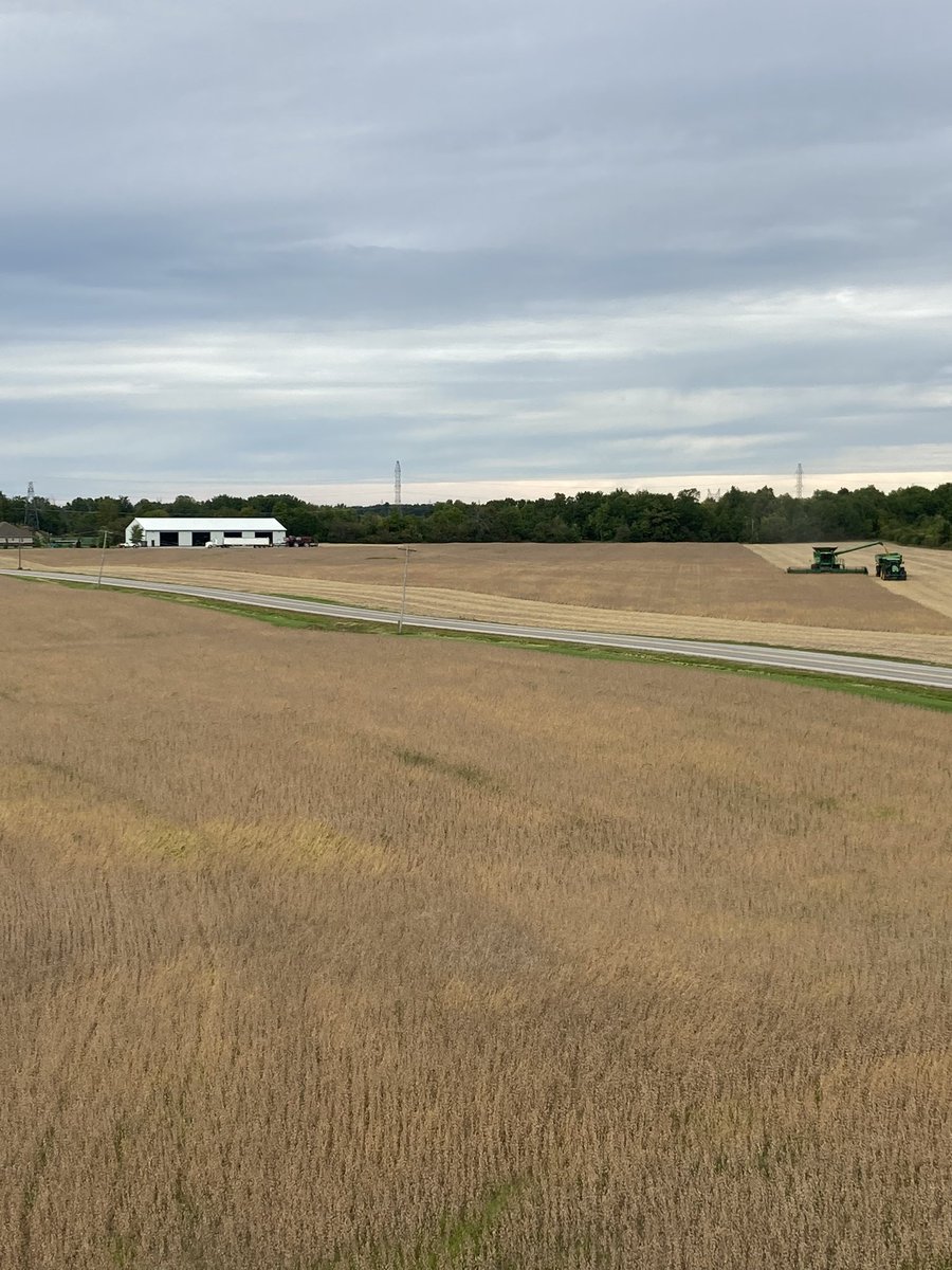 Cutting some beans off the home farm before the rain