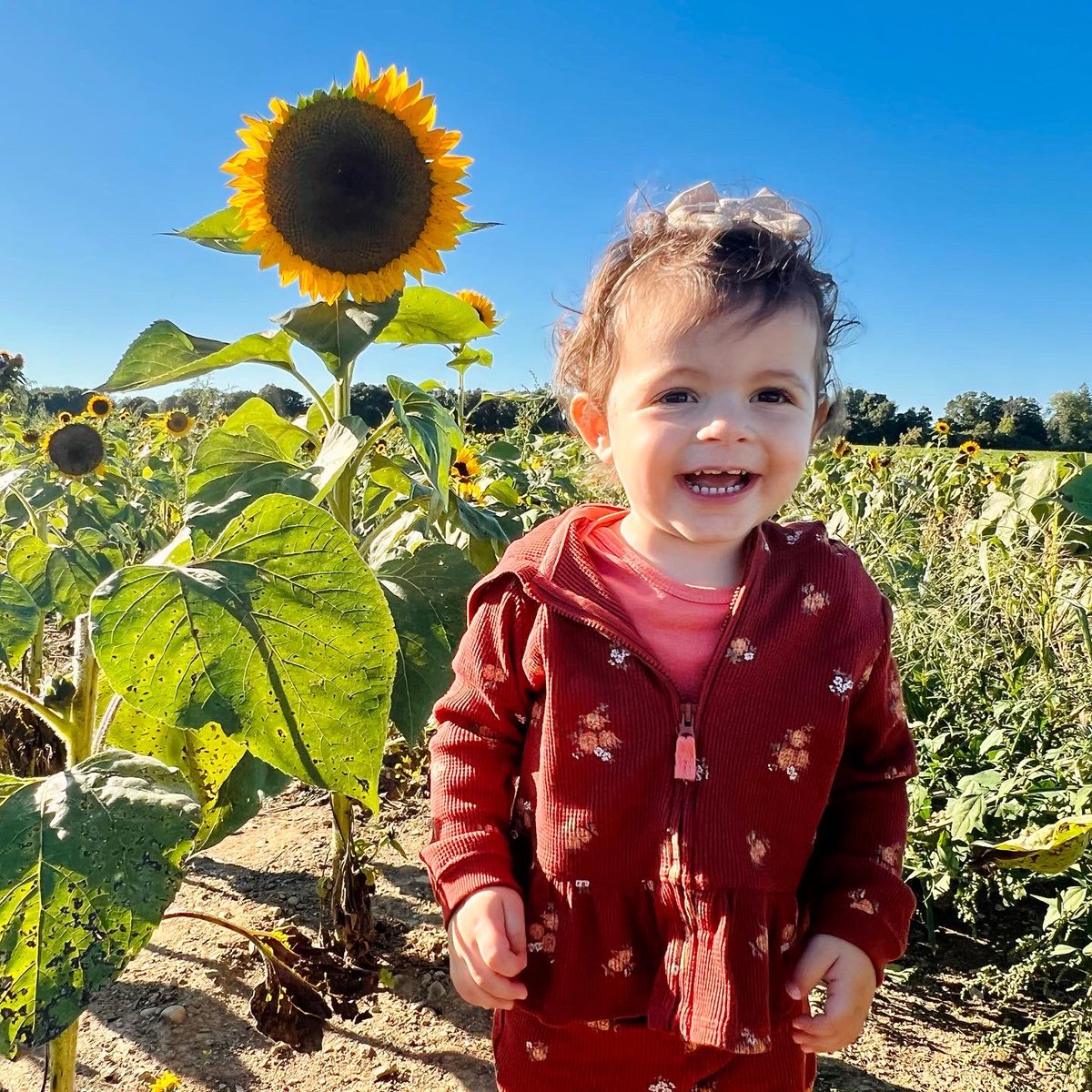 LisaMarieFalbo's tweet photo. Sunflowers, apples, pumpkins…but Peaches are always in season.🌻🍎🎃🍑 #Fall2022 #LiLuThePeach #TranquilityFarms #GardenState https://t.co/EIjaKysMuh