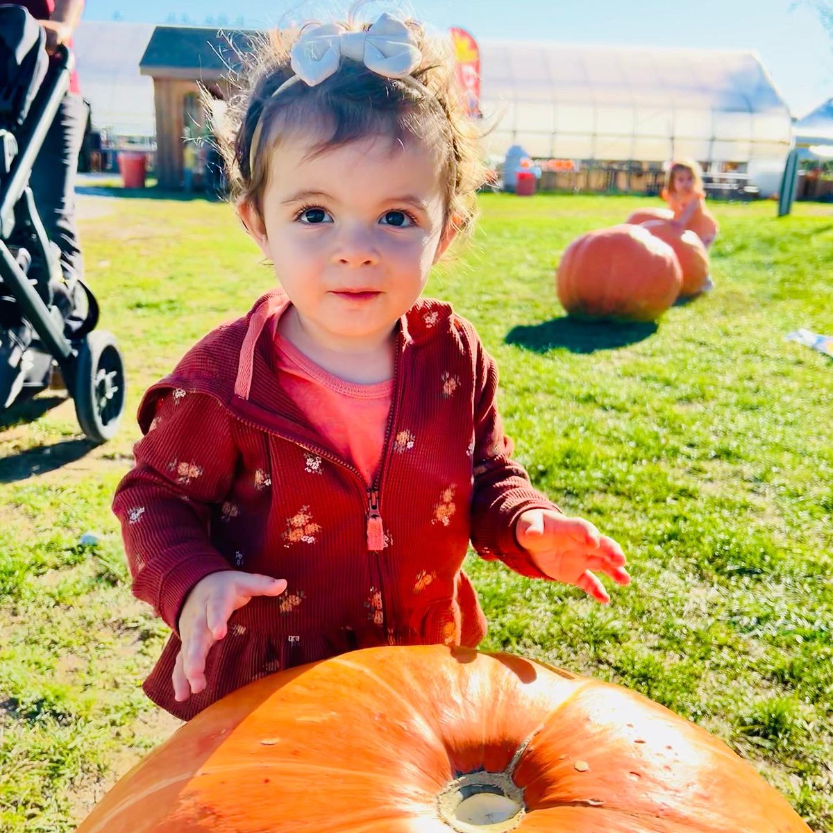 LisaMarieFalbo's tweet photo. Sunflowers, apples, pumpkins…but Peaches are always in season.🌻🍎🎃🍑 #Fall2022 #LiLuThePeach #TranquilityFarms #GardenState https://t.co/EIjaKysMuh