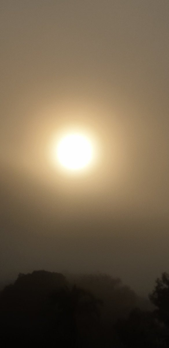 Sunday morning sun shines through the fog. The birds were loud. #Sydneyskies #Risingsun