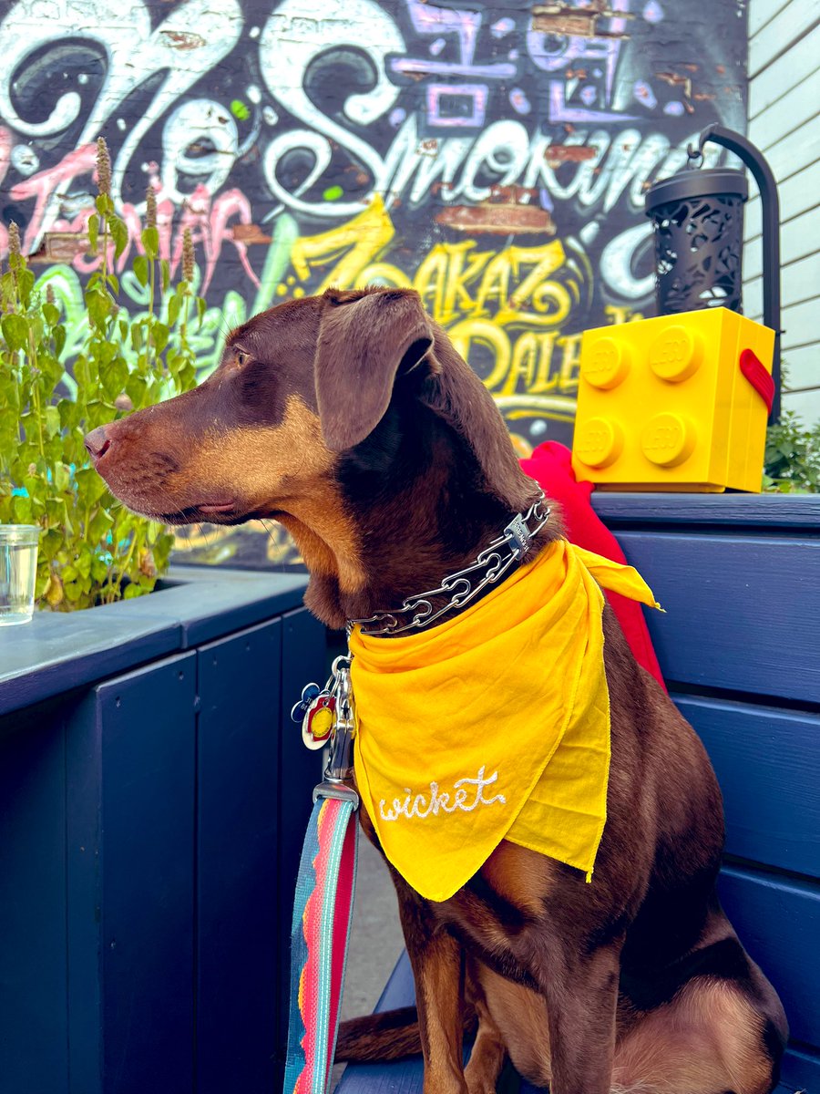 Wicket makes her <a href="/Marias_Bar/">Maria'sCommunityBar</a> pilgrimage 🍻🍕🍗🍦 12/10 paws 🐾 highly recommends, especially with <a href="/VeeckAsInWreck/">Night Train Veeck</a>