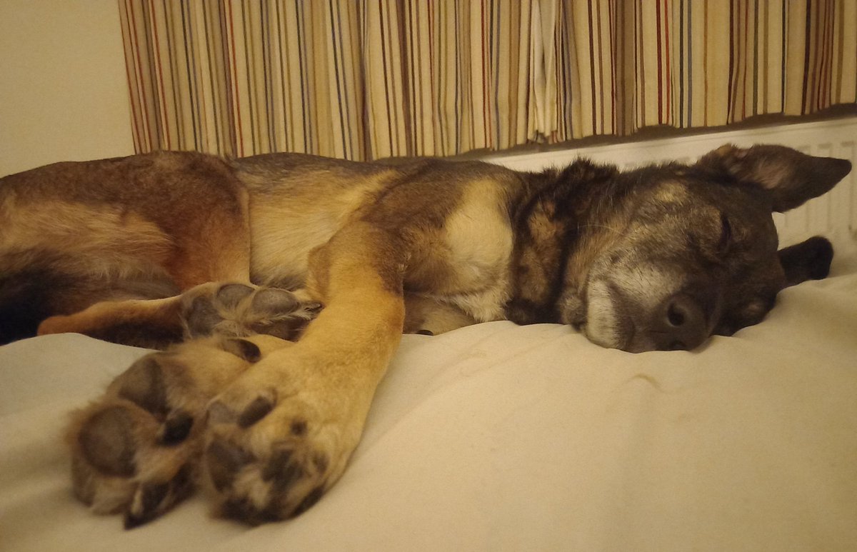tamsinstuartart's tweet photo. Someone clearly didn't get the memo about absolutely no dogs allowed on the marital bed.
And so yet another of the last remaining house rules bites the dust. πΎβ€
#AdoptDontShop #rescueismyfavouritebreed https://t.co/sbrtQOo2VB