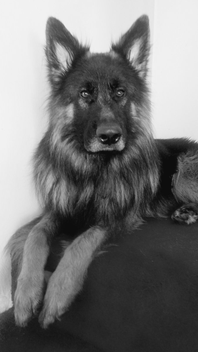 Kar22C**Hunter(GSD)**Farley(OES)***AngelDiezel*** tweet media