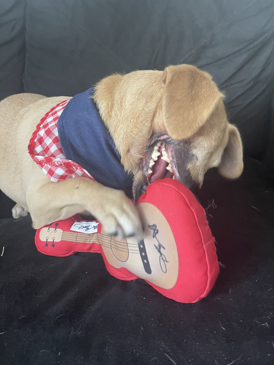 Heyyyy we’ve been quiet on here lately but #DoggyParton says hello!