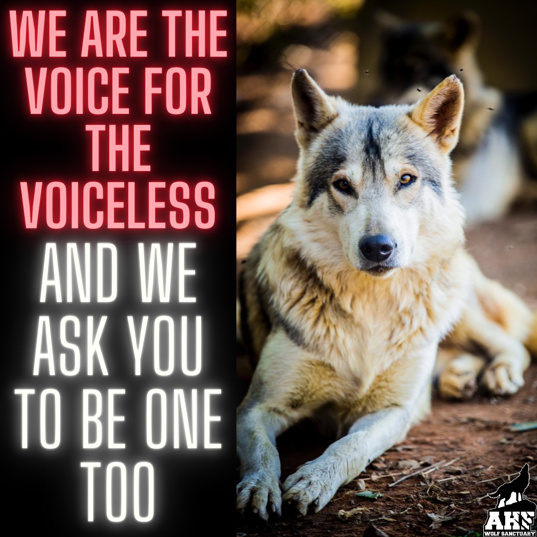 Be a voice alongside us 🤍#savetheirhome #fyp #voiceforthevoiceless #wolf