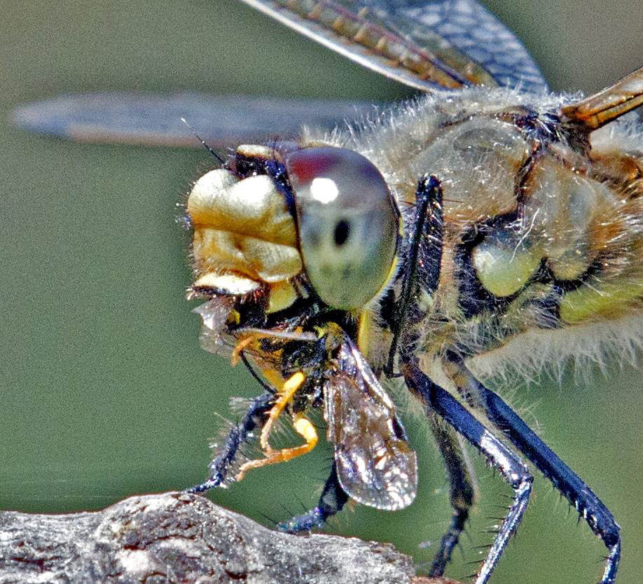 peter_jeschke's tweet photo. Have you ever watched a Dragonfly closely? From one spot it swivels its head to scan the sky, repeatedly taking off and returning promptly, usually with a prize in its fearsome mouth! This one has a bee! They are ferocious predators. Will you ever look at Dragonflies the same? https://t.co/kMP2oX4PKR