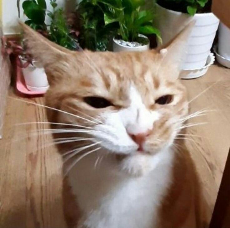 fulgescritos's tweet photo. hyunho au ; minjin au ━ BEST PET

Hyunjn presume a su adorable mascota en Twitter, hasta que Mnho ve su publicación y responde con una foto de su lindo gato Soonie. https://t.co/jOqB2xowGo
