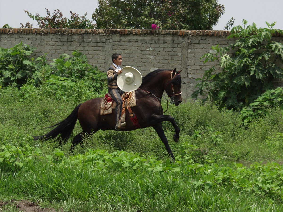 GanaderiayAgro's tweet photo. Charrería, Patrimonio cultural inmaterial de la humanidad…y orgullo de México.
#vistedetradiciones #charreriamexicana #charro #charreria #escaramuza #mexicotradicional #tradicionesmexicanas #deportemexicano https://t.co/Rnj6SIwuQO