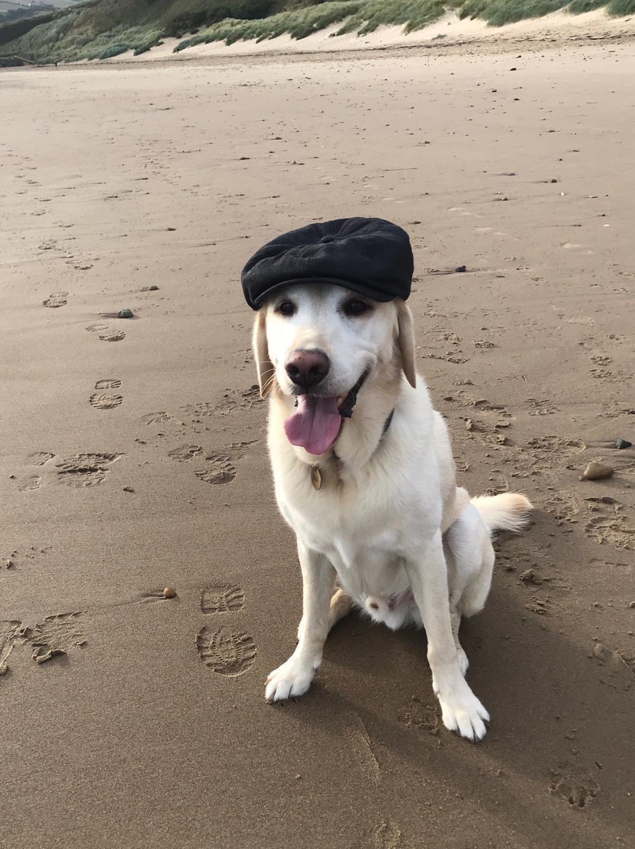 SiriusStar1963's tweet photo. Saturday Alfie #OnHisHoliday #OffDutyGuideDog🦮🐾Photo courtesy of my friend Liz.🧡 https://t.co/fZuonaQ1Tv