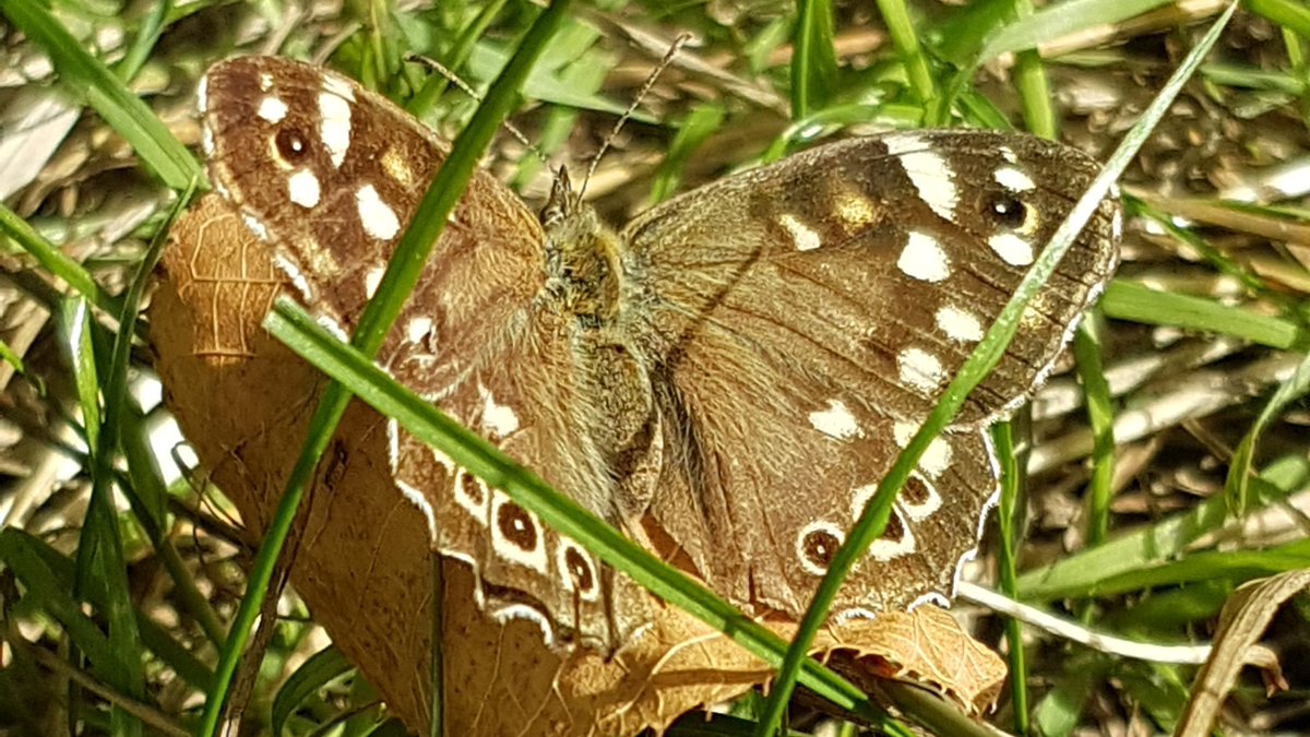 Mike Fell (@mikefsway) on Twitter photo Last butterfly transect of the year in Brockwell Park😔 I can only recommend getting involved in some kind of wildlife surveying, something special about the same route closely observed, seeing it change with the weather and seasons <a href="/hernehillforum/">Herne Hill Forum</a> <a href="/savebutterflies/">Butterfly Conservation 🦋</a> Last butterfly transect of the year in Brockwell Park😔 I can only recommend getting involved in some kind of wildlife surveying, something special about the same route closely observed, seeing it change with the weather and seasons <a href="/hernehillforum/">Herne Hill Forum</a> <a href="/savebutterflies/">Butterfly Conservation 🦋</a>