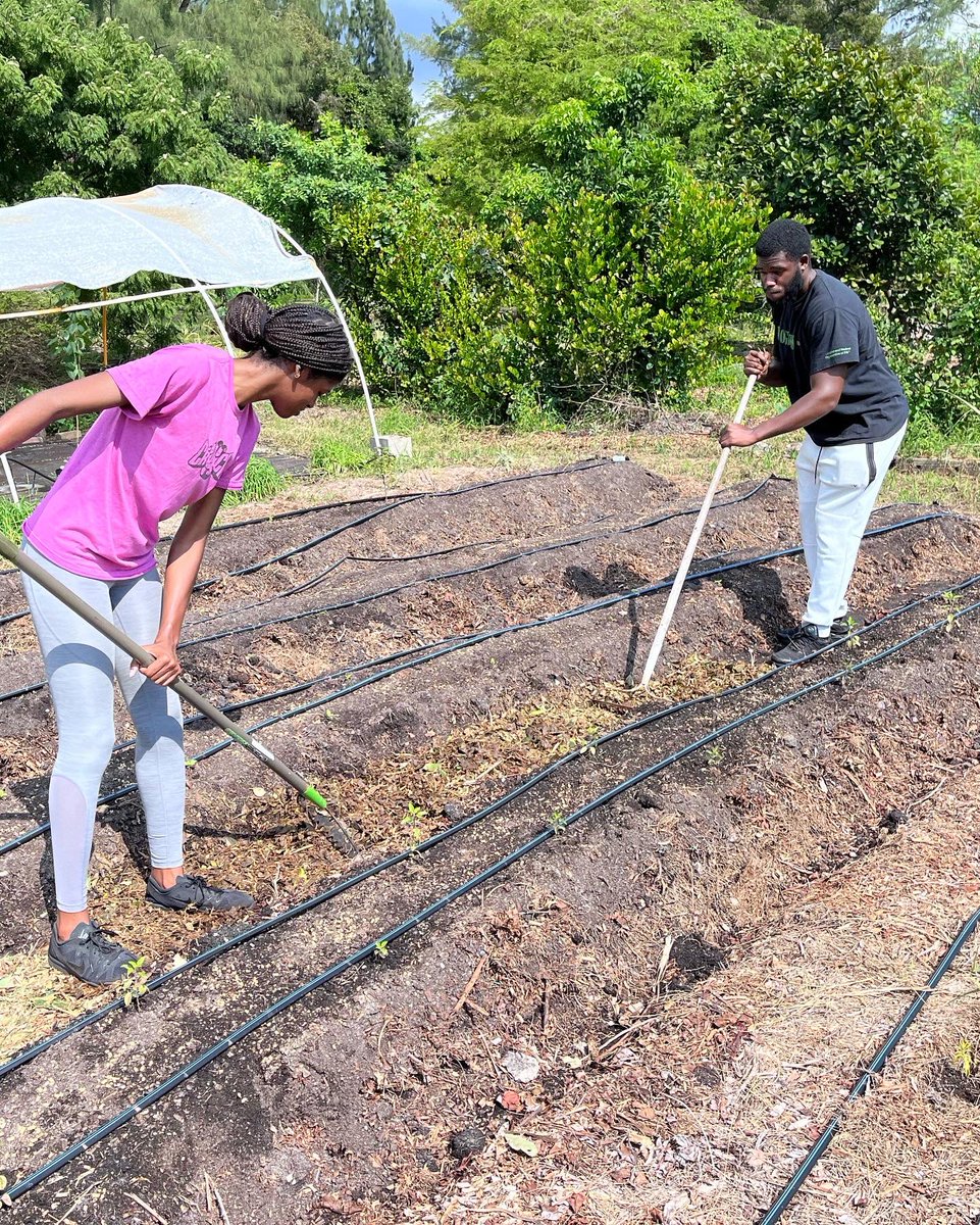 Today, the brother’s of the Florida Atlantic University of Progressive Black Men Inc. volunteer at the Fruitful Field Garden in Pompano Beach. Here, brothers prepared for the upcoming harvest season by piling, racking, and forming rows of compost.