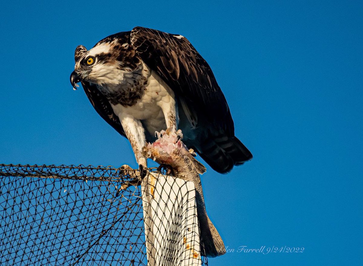 gefarrell's tweet image. Osprey having breakfast in @CityofOceanside this morning on the @oceansidepier bait shop roof.