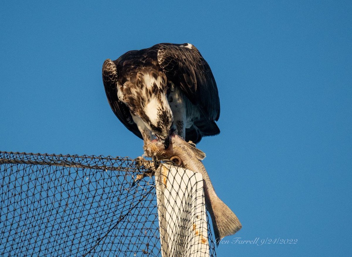 gefarrell's tweet image. Osprey having breakfast in @CityofOceanside this morning on the @oceansidepier bait shop roof.