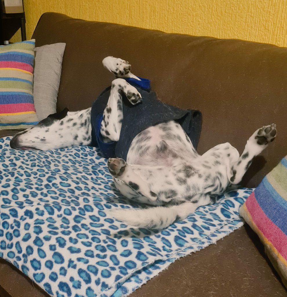 manesitav's tweet photo. En medio de las ocupaciones no tuve tiempo de celebrar la vida de mis dos bellezas adoptadas: #Albeiro y #Eulalia #DiaDelPerroAdoptado https://t.co/HHw9uKgtMB