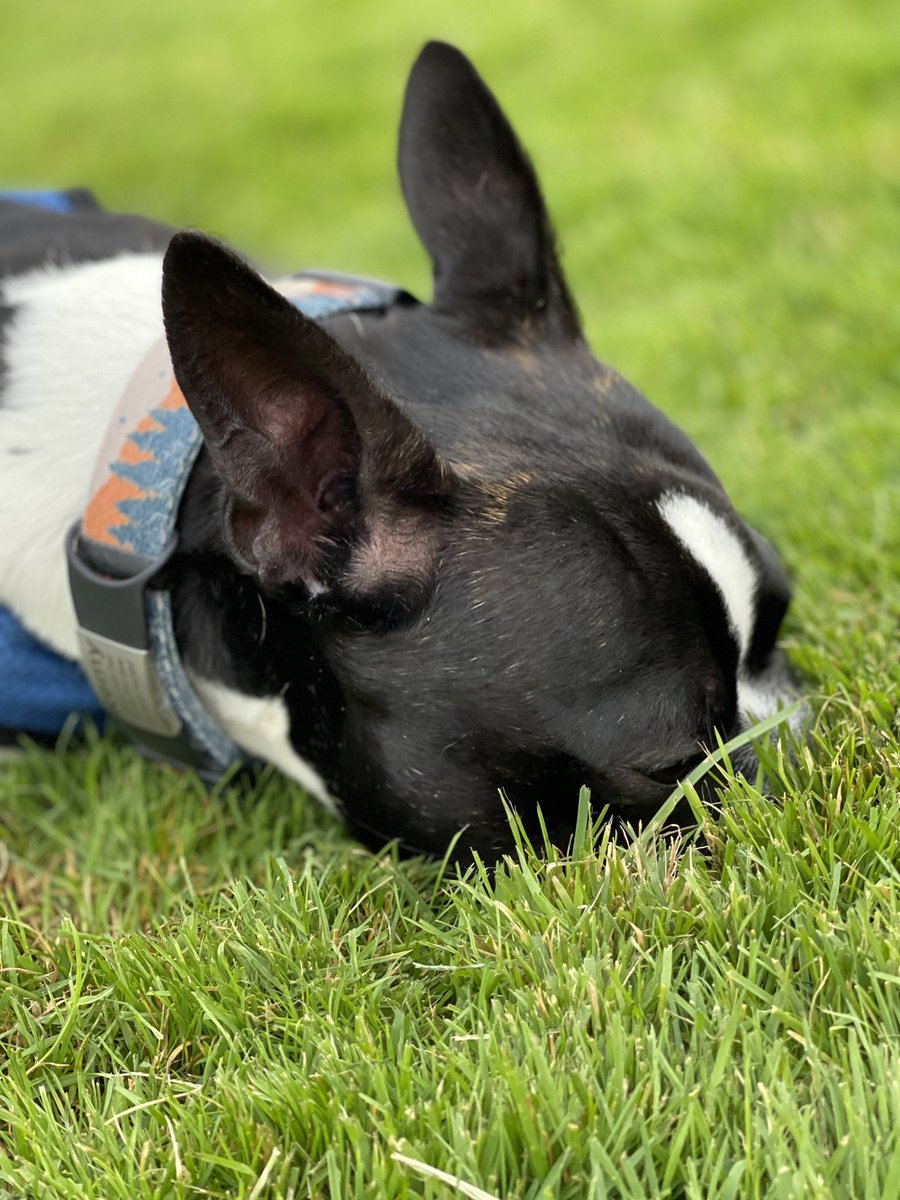 He loves to burrow his nose into most things outside. 🌎 #climateconversation  #playoutside #petsoftwitter ❤️