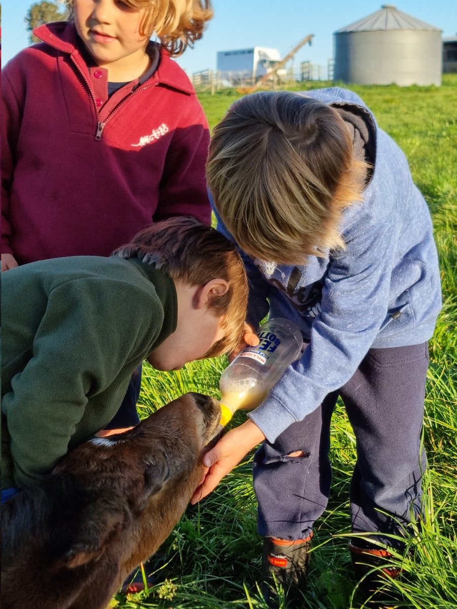 ClearviewPark's tweet photo. It was all hands on deck for a unfortunate foal born yesterday, but 24 hours later can finally stand &amp; suckle by himself. #longnightsearlymornings  #bredsoutherntough https://t.co/vEKBBDeGiT