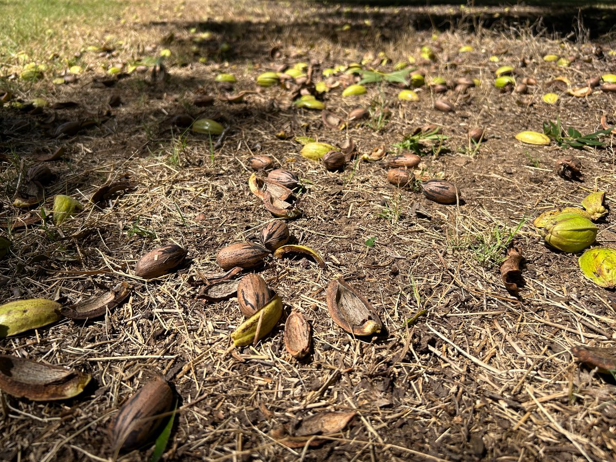 The Orchard Keeper tweet media