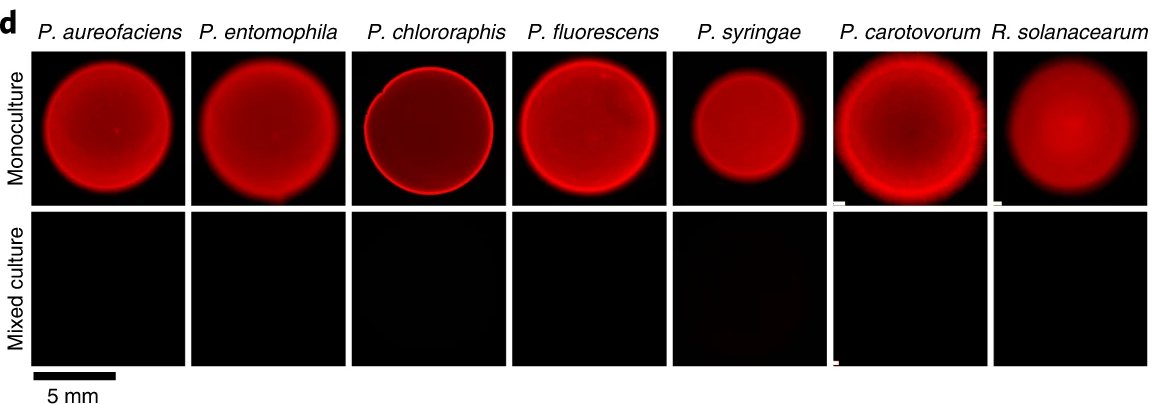 AsafLevyHUJI's tweet photo. Cool. Leo Eberl's @leberl2 group identified a T4BSS from P. putida that can deliver toxic effectors into bacterial competitors in a contact-dependent manner, breaking the paradigm that T4BSSs are only used for effector transfer into eukaryotic cells.
https://t.co/cRIXJ8PknB https://t.co/CW3A8yJBUO