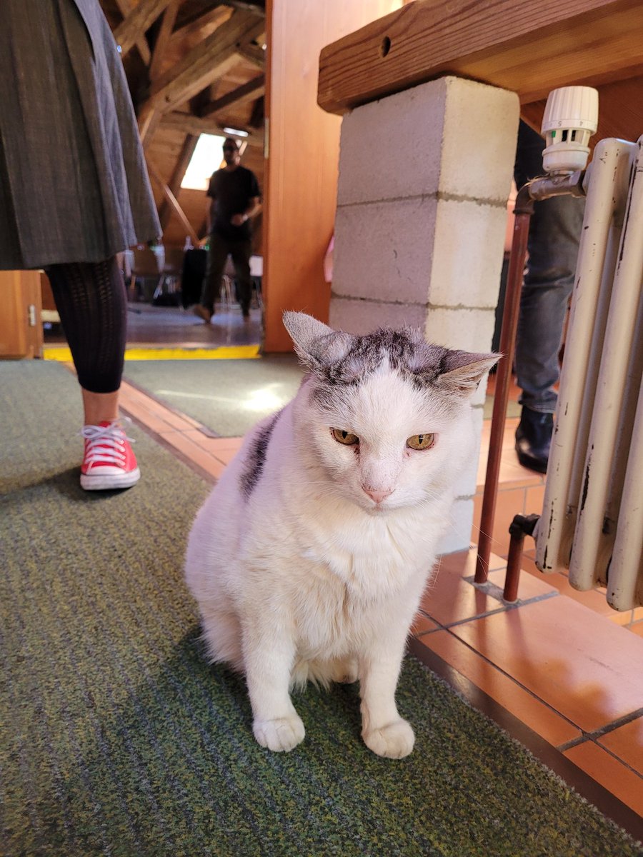 VPOD_Schweiz's tweet photo. Donc! Enfin, nous avons aussi un chat syndical. Le (ou la?) syndiCHAT. Vu et caressé lors de la retraite SSP. Chats unis pour la hausse des salaires!
#catsunited for #higherwages
#preiserauflöhnerauf https://t.co/AZOiL4InLH