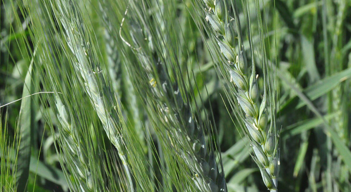 🌾 Sembrar en camas permanentes permite tener un ahorro en los costos de producción y ayuda a mejorar la propiedad del suelo.

Puedes consultar más información aquí:
➡️ bit.ly/3pqtk55

#AgribaSustentable
<a href="/PepsiCoMex/">PepsiCo México</a> 
#GrupoTrimex
<a href="/CIMMYT/">CIMMYT</a>