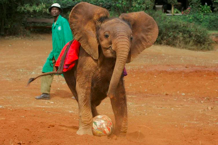 Splashworldltd's tweet photo. FUN FACT: You can also get to adopt an elephant 🐘🐘🐘
Photos courtesy: David Sheldrick 
#DavidSheldrick #SundayPlan #MagicalKenya #TembeaKenya #goplaceske  #goplaceskenya https://t.co/wiKYHJ4ldN