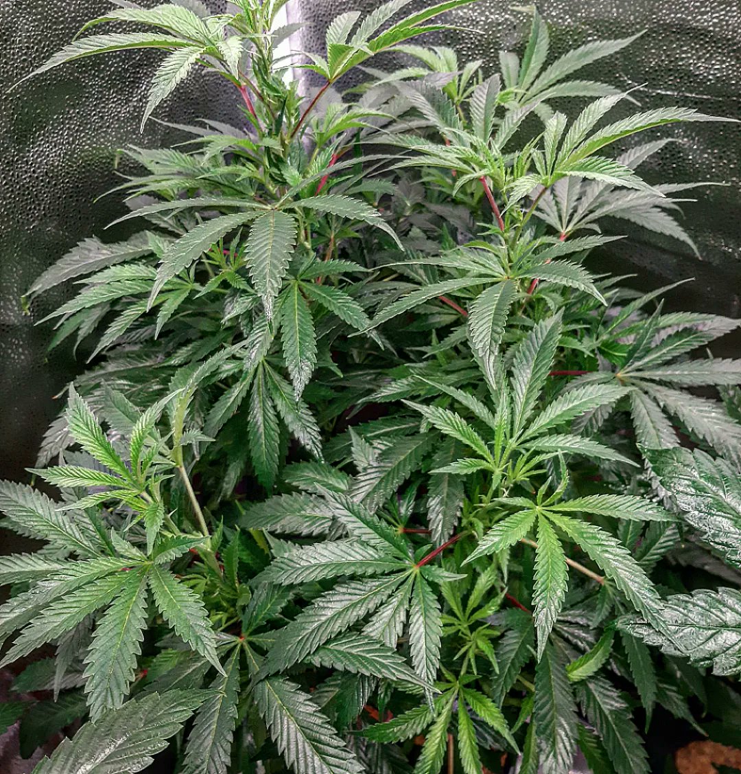 nickalexrian's tweet photo. #unicorngelatin and #orangeanberriez  
🧬#universallyseeded from #oldfaithfulseedbank enjoying some #cropdefender from #petratools before the flip 🤙 #vagrown #organicmechanicsoil #marshydro #TSL2000 #lotusnutrients #cxhorticulture https://t.co/TSDQIv6P4Z